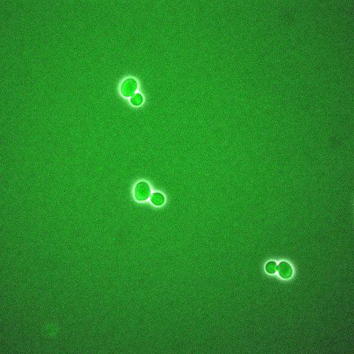  NCBI Organism:Saccharomyces cerevisiae; Biological process:regulation of cell cycle, establishment of protein localization;