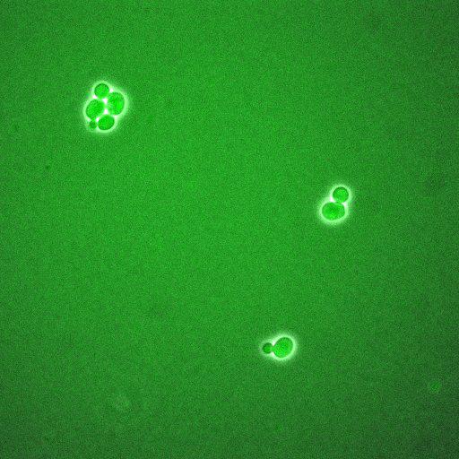  NCBI Organism:Saccharomyces cerevisiae; Biological process:regulation of cell cycle, establishment of protein localization;