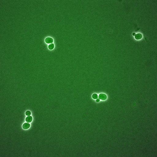  NCBI Organism:Saccharomyces cerevisiae; Biological process:regulation of cell cycle, establishment of protein localization;