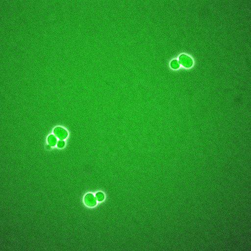  NCBI Organism:Saccharomyces cerevisiae; Biological process:regulation of cell cycle, establishment of protein localization;