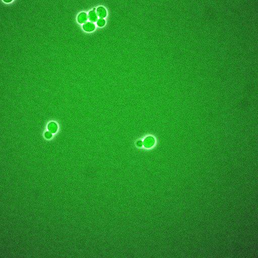  NCBI Organism:Saccharomyces cerevisiae; Biological process:regulation of cell cycle, establishment of protein localization;