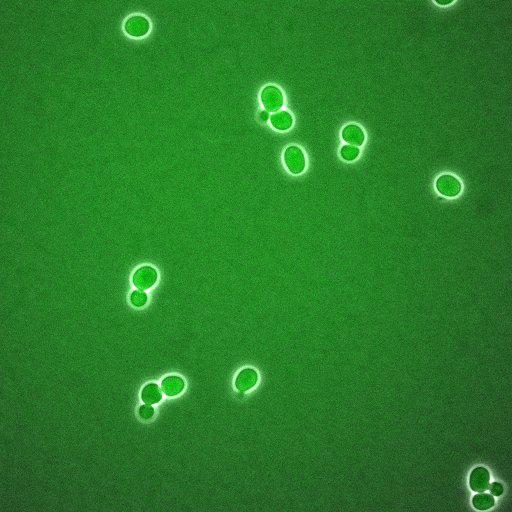  NCBI Organism:Saccharomyces cerevisiae; Biological process:regulation of cell cycle, establishment of protein localization;