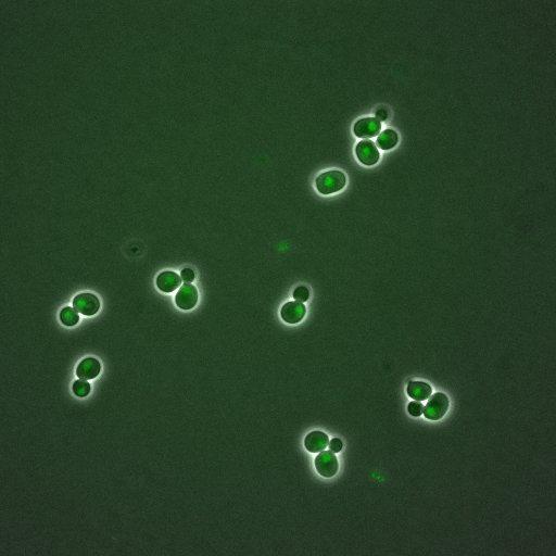  NCBI Organism:Saccharomyces cerevisiae; Cell Components:, nuclear chromatin, nucleus; Biological process:arginine metabolic process, cell cycle, regulation of transcription, DNA-dependent, transcription, DNA-dependent, DNA-dependent DNA replication initiation, regulation of transcription from RNA polymerase II promoter;