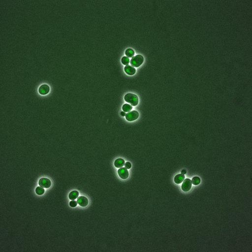  NCBI Organism:Saccharomyces cerevisiae; Cell Components:, nuclear chromatin, nucleus; Biological process:arginine metabolic process, cell cycle, regulation of transcription, DNA-dependent, transcription, DNA-dependent, DNA-dependent DNA replication initiation, regulation of transcription from RNA polymerase II promoter;