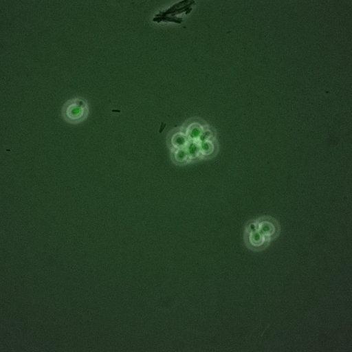  NCBI Organism:Saccharomyces cerevisiae; Cell Components:, nuclear chromatin, nucleus; Biological process:arginine metabolic process, cell cycle, regulation of transcription, DNA-dependent, transcription, DNA-dependent, DNA-dependent DNA replication initiation, regulation of transcription from RNA polymerase II promoter;