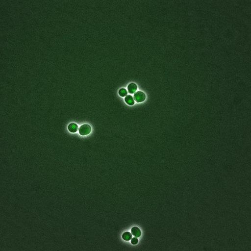  NCBI Organism:Saccharomyces cerevisiae; Cell Components:, nuclear chromatin, nucleus; Biological process:arginine metabolic process, cell cycle, regulation of transcription, DNA-dependent, transcription, DNA-dependent, DNA-dependent DNA replication initiation, regulation of transcription from RNA polymerase II promoter;