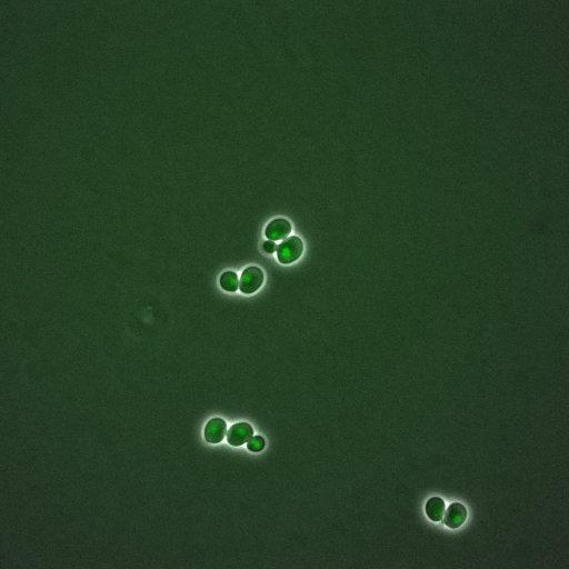  NCBI Organism:Saccharomyces cerevisiae; Cell Components:, nuclear chromatin, nucleus; Biological process:arginine metabolic process, cell cycle, regulation of transcription, DNA-dependent, transcription, DNA-dependent, DNA-dependent DNA replication initiation, regulation of transcription from RNA polymerase II promoter;