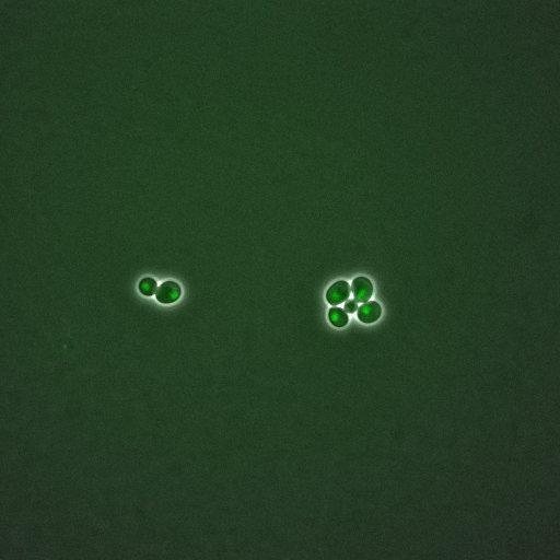  NCBI Organism:Saccharomyces cerevisiae; Cell Components:, nuclear chromatin, nucleus; Biological process:arginine metabolic process, cell cycle, regulation of transcription, DNA-dependent, transcription, DNA-dependent, DNA-dependent DNA replication initiation, regulation of transcription from RNA polymerase II promoter;