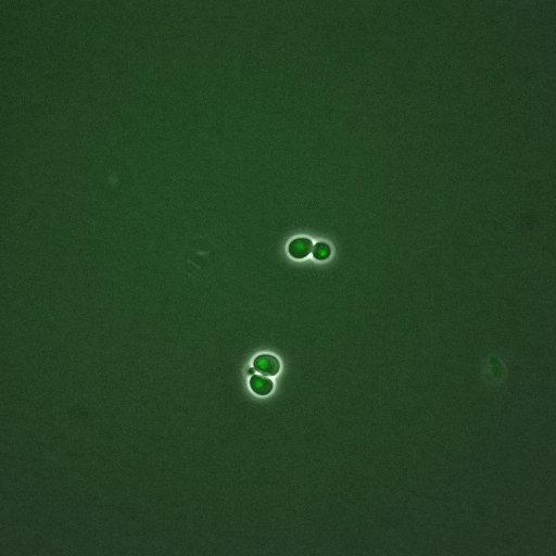  NCBI Organism:Saccharomyces cerevisiae; Cell Components:, nuclear chromatin, nucleus; Biological process:arginine metabolic process, cell cycle, regulation of transcription, DNA-dependent, transcription, DNA-dependent, DNA-dependent DNA replication initiation, regulation of transcription from RNA polymerase II promoter;