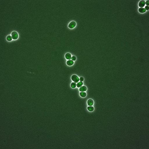  NCBI Organism:Saccharomyces cerevisiae; Cell Components:, nuclear chromatin, nucleus; Biological process:arginine metabolic process, cell cycle, regulation of transcription, DNA-dependent, transcription, DNA-dependent, DNA-dependent DNA replication initiation, regulation of transcription from RNA polymerase II promoter;