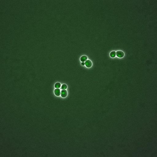  NCBI Organism:Saccharomyces cerevisiae; Cell Components:, nuclear chromatin, nucleus; Biological process:arginine metabolic process, cell cycle, regulation of transcription, DNA-dependent, transcription, DNA-dependent, DNA-dependent DNA replication initiation, regulation of transcription from RNA polymerase II promoter;