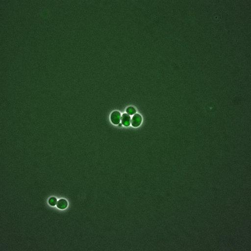  NCBI Organism:Saccharomyces cerevisiae; Cell Components:, nuclear chromatin, nucleus; Biological process:arginine metabolic process, cell cycle, regulation of transcription, DNA-dependent, transcription, DNA-dependent, DNA-dependent DNA replication initiation, regulation of transcription from RNA polymerase II promoter;