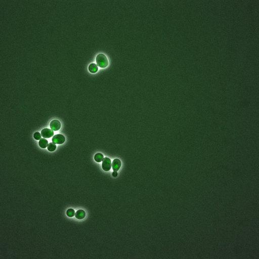  NCBI Organism:Saccharomyces cerevisiae; Cell Components:, nuclear chromatin, nucleus; Biological process:arginine metabolic process, cell cycle, regulation of transcription, DNA-dependent, transcription, DNA-dependent, DNA-dependent DNA replication initiation, regulation of transcription from RNA polymerase II promoter;