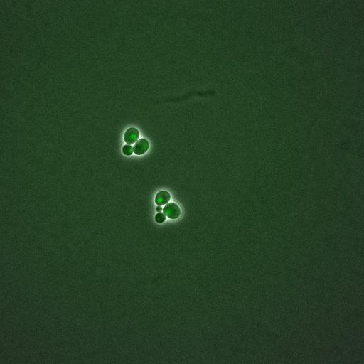  NCBI Organism:Saccharomyces cerevisiae; Cell Components:, nuclear chromatin, nucleus; Biological process:arginine metabolic process, cell cycle, regulation of transcription, DNA-dependent, transcription, DNA-dependent, DNA-dependent DNA replication initiation, regulation of transcription from RNA polymerase II promoter;