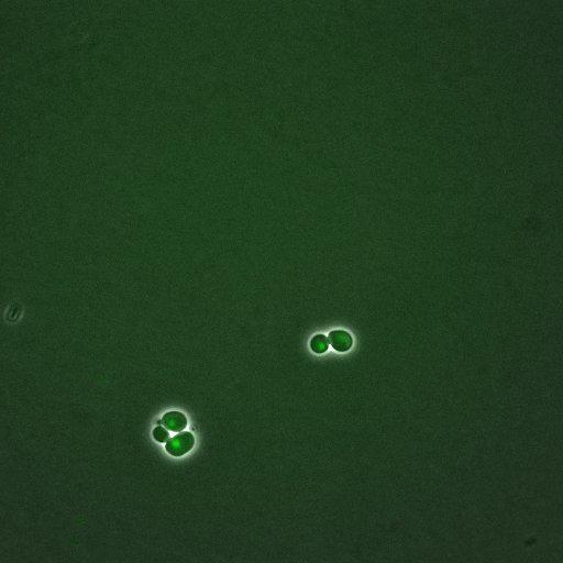  NCBI Organism:Saccharomyces cerevisiae; Cell Components:, nuclear chromatin, nucleus; Biological process:arginine metabolic process, cell cycle, regulation of transcription, DNA-dependent, transcription, DNA-dependent, DNA-dependent DNA replication initiation, regulation of transcription from RNA polymerase II promoter;