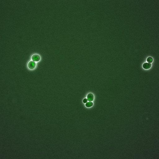  NCBI Organism:Saccharomyces cerevisiae; Cell Components:, nuclear chromatin, nucleus; Biological process:arginine metabolic process, cell cycle, regulation of transcription, DNA-dependent, transcription, DNA-dependent, DNA-dependent DNA replication initiation, regulation of transcription from RNA polymerase II promoter;