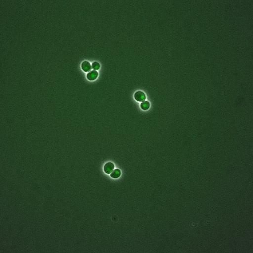  NCBI Organism:Saccharomyces cerevisiae; Cell Components:, nuclear chromatin, nucleus; Biological process:arginine metabolic process, cell cycle, regulation of transcription, DNA-dependent, transcription, DNA-dependent, DNA-dependent DNA replication initiation, regulation of transcription from RNA polymerase II promoter;