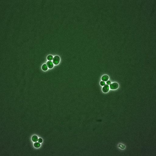  NCBI Organism:Saccharomyces cerevisiae; Cell Components:, nuclear chromatin, nucleus; Biological process:arginine metabolic process, cell cycle, regulation of transcription, DNA-dependent, transcription, DNA-dependent, DNA-dependent DNA replication initiation, regulation of transcription from RNA polymerase II promoter;