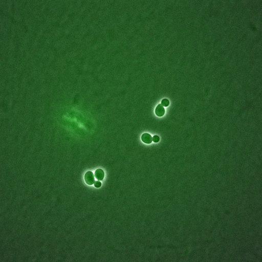  NCBI Organism:Saccharomyces cerevisiae; Cell Components:, nucleus, cytoplasm; Biological process:regulation of cyclin-dependent protein kinase activity, G1/S transition of mitotic cell cycle;