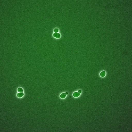  NCBI Organism:Saccharomyces cerevisiae; Cell Components:, nucleus, cytoplasm; Biological process:regulation of cyclin-dependent protein kinase activity, G1/S transition of mitotic cell cycle;