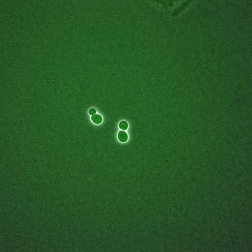  NCBI Organism:Saccharomyces cerevisiae; Cell Components:, nucleus, cytoplasm; Biological process:regulation of cyclin-dependent protein kinase activity, G1/S transition of mitotic cell cycle;