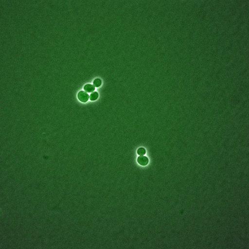  NCBI Organism:Saccharomyces cerevisiae; Cell Components:, nucleus, cytoplasm; Biological process:regulation of cyclin-dependent protein kinase activity, G1/S transition of mitotic cell cycle;