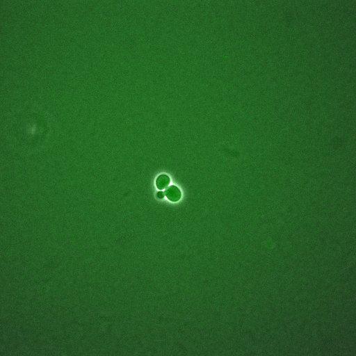  NCBI Organism:Saccharomyces cerevisiae; Cell Components:, nucleus, cytoplasm; Biological process:regulation of cyclin-dependent protein kinase activity, G1/S transition of mitotic cell cycle;