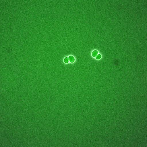  NCBI Organism:Saccharomyces cerevisiae; Cell Components:, cellular bud neck, spindle pole body; Biological process:cytokinesis, regulation of exit from mitosis, protein phosphorylation, meiotic anaphase II;