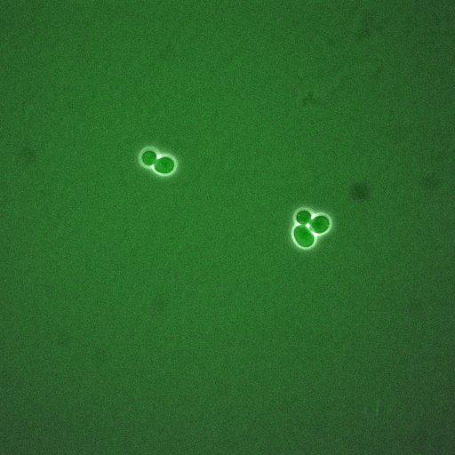  NCBI Organism:Saccharomyces cerevisiae; Cell Components:, cellular bud neck, spindle pole body; Biological process:cytokinesis, regulation of exit from mitosis, protein phosphorylation, meiotic anaphase II;