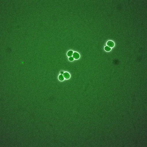  NCBI Organism:Saccharomyces cerevisiae; Cell Components:, cellular bud neck, spindle pole body; Biological process:cytokinesis, regulation of exit from mitosis, protein phosphorylation, meiotic anaphase II;