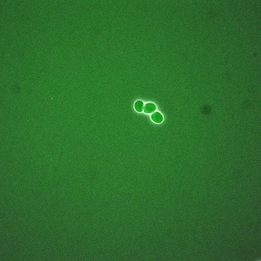  NCBI Organism:Saccharomyces cerevisiae; Cell Components:, cellular bud neck, spindle pole body; Biological process:cytokinesis, regulation of exit from mitosis, protein phosphorylation, meiotic anaphase II;