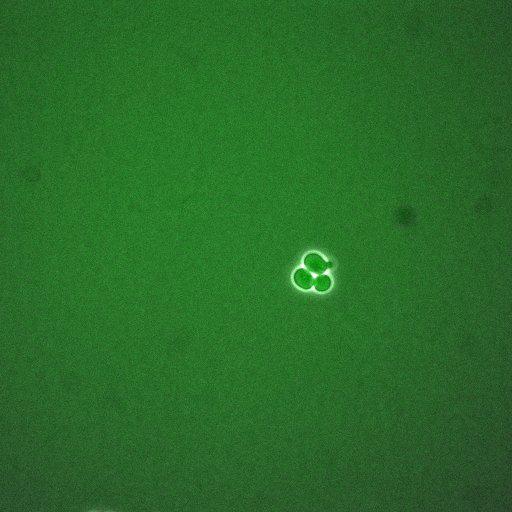  NCBI Organism:Saccharomyces cerevisiae; Cell Components:, cellular bud neck, spindle pole body; Biological process:cytokinesis, regulation of exit from mitosis, protein phosphorylation, meiotic anaphase II;