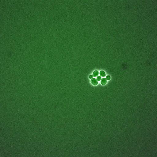  NCBI Organism:Saccharomyces cerevisiae; Cell Components:, cellular bud neck, spindle pole body; Biological process:cytokinesis, regulation of exit from mitosis, protein phosphorylation, meiotic anaphase II;