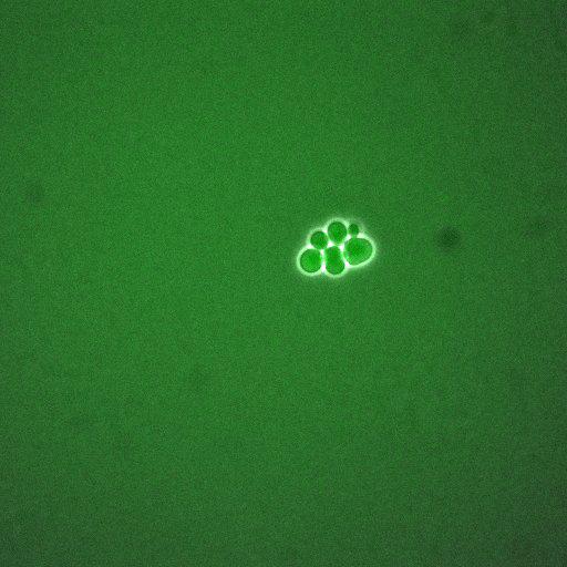  NCBI Organism:Saccharomyces cerevisiae; Cell Components:, cellular bud neck, spindle pole body; Biological process:cytokinesis, regulation of exit from mitosis, protein phosphorylation, meiotic anaphase II;