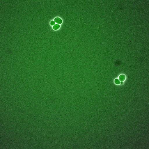  NCBI Organism:Saccharomyces cerevisiae; Cell Components:, cellular bud neck, spindle pole body; Biological process:cytokinesis, regulation of exit from mitosis, protein phosphorylation, meiotic anaphase II;