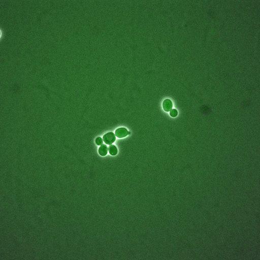  NCBI Organism:Saccharomyces cerevisiae; Cell Components:, cellular bud neck, spindle pole body; Biological process:cytokinesis, regulation of exit from mitosis, protein phosphorylation, meiotic anaphase II;