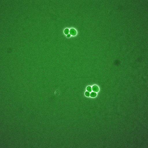  NCBI Organism:Saccharomyces cerevisiae; Cell Components:, cellular bud neck, spindle pole body; Biological process:cytokinesis, regulation of exit from mitosis, protein phosphorylation, meiotic anaphase II;