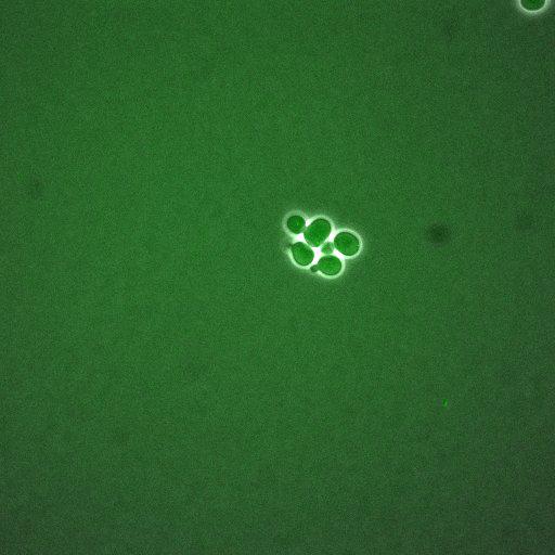  NCBI Organism:Saccharomyces cerevisiae; Cell Components:, cellular bud neck, spindle pole body; Biological process:cytokinesis, regulation of exit from mitosis, protein phosphorylation, meiotic anaphase II;