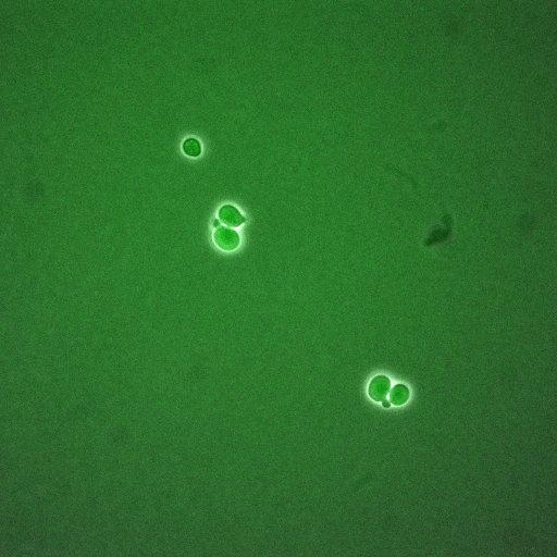  NCBI Organism:Saccharomyces cerevisiae; Cell Components:, cellular bud neck, spindle pole body; Biological process:cytokinesis, regulation of exit from mitosis, protein phosphorylation, meiotic anaphase II;