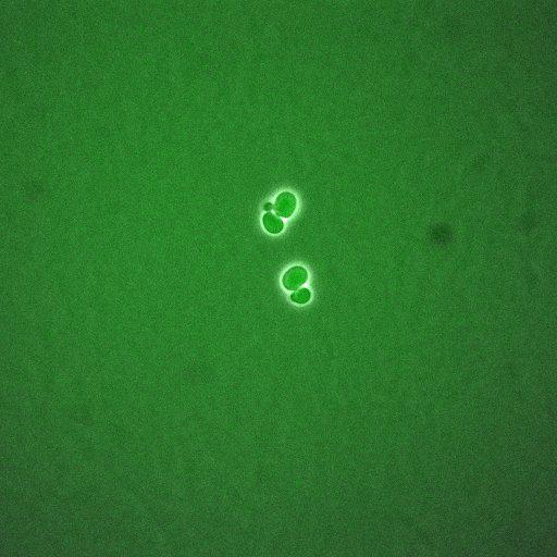  NCBI Organism:Saccharomyces cerevisiae; Cell Components:, cellular bud neck, spindle pole body; Biological process:cytokinesis, regulation of exit from mitosis, protein phosphorylation, meiotic anaphase II;