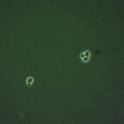  NCBI Organism:Saccharomyces cerevisiae; Cell Components:, nucleus, cytoplasm; Biological process:cell cycle, regulation of transcription, DNA-dependent, regulation of cell size, regulation of transcription involved in G1/S phase of mitotic cell cycle;