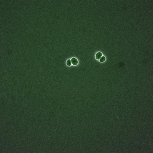  NCBI Organism:Saccharomyces cerevisiae; Cell Components:, nucleus, cytoplasm; Biological process:cell cycle, regulation of transcription, DNA-dependent, regulation of cell size, regulation of transcription involved in G1/S phase of mitotic cell cycle;