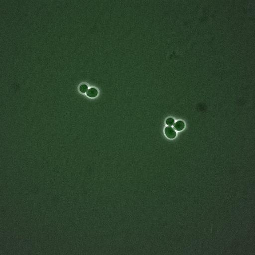  NCBI Organism:Saccharomyces cerevisiae; Cell Components:, nucleus, cytoplasm; Biological process:cell cycle, regulation of transcription, DNA-dependent, regulation of cell size, regulation of transcription involved in G1/S phase of mitotic cell cycle;