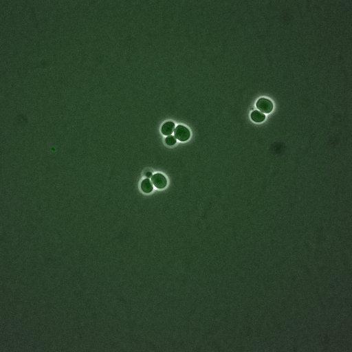  NCBI Organism:Saccharomyces cerevisiae; Cell Components:, nucleus, cytoplasm; Biological process:cell cycle, regulation of transcription, DNA-dependent, regulation of cell size, regulation of transcription involved in G1/S phase of mitotic cell cycle;