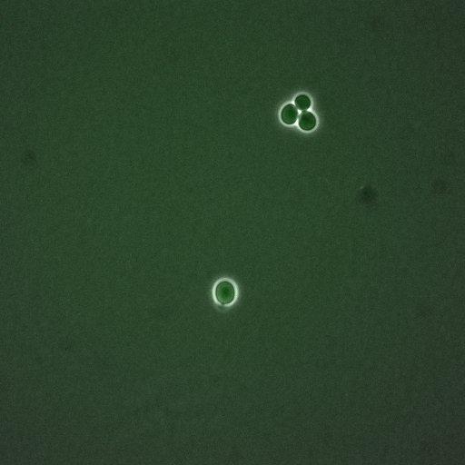  NCBI Organism:Saccharomyces cerevisiae; Cell Components:, nucleus, cytoplasm; Biological process:cell cycle, regulation of transcription, DNA-dependent, regulation of cell size, regulation of transcription involved in G1/S phase of mitotic cell cycle;