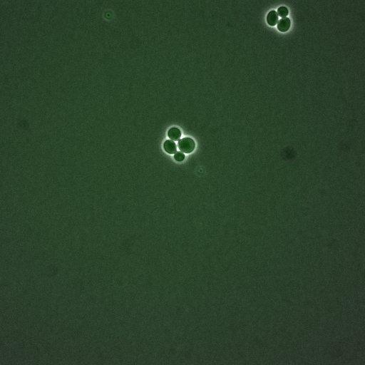  NCBI Organism:Saccharomyces cerevisiae; Cell Components:, nucleus, cytoplasm; Biological process:cell cycle, regulation of transcription, DNA-dependent, regulation of cell size, regulation of transcription involved in G1/S phase of mitotic cell cycle;