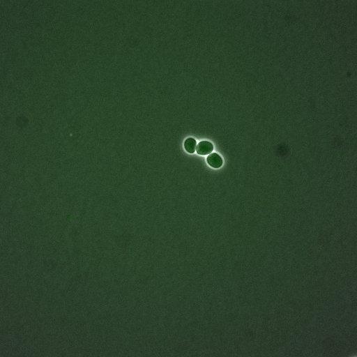  NCBI Organism:Saccharomyces cerevisiae; Cell Components:, nucleus, cytoplasm; Biological process:cell cycle, regulation of transcription, DNA-dependent, regulation of cell size, regulation of transcription involved in G1/S phase of mitotic cell cycle;