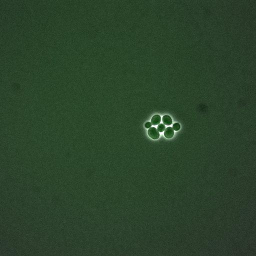  NCBI Organism:Saccharomyces cerevisiae; Cell Components:, nucleus, cytoplasm; Biological process:cell cycle, regulation of transcription, DNA-dependent, regulation of cell size, regulation of transcription involved in G1/S phase of mitotic cell cycle;