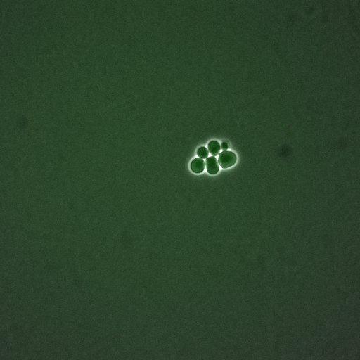  NCBI Organism:Saccharomyces cerevisiae; Cell Components:, nucleus, cytoplasm; Biological process:cell cycle, regulation of transcription, DNA-dependent, regulation of cell size, regulation of transcription involved in G1/S phase of mitotic cell cycle;