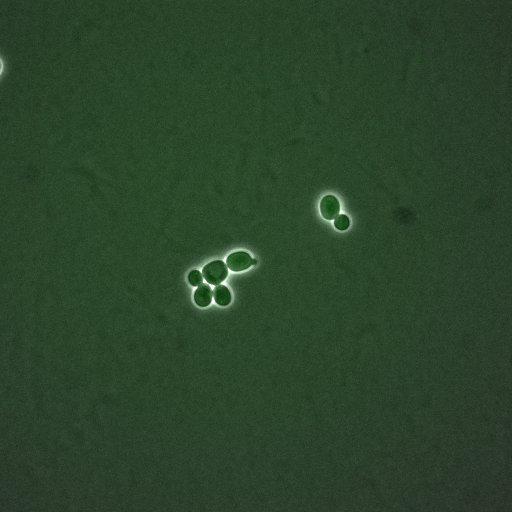  NCBI Organism:Saccharomyces cerevisiae; Cell Components:, nucleus, cytoplasm; Biological process:cell cycle, regulation of transcription, DNA-dependent, regulation of cell size, regulation of transcription involved in G1/S phase of mitotic cell cycle;